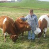 Creadyknowe cows, Whalsay, Shetland