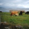 Kye grazing at Firth
