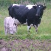 Carn Bhren Claudia and Charolais calf