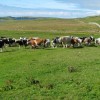 Shetland cows running with Charolais bull