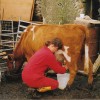 Milking Geldron Laura