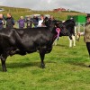 Collafirth Babbie, Supreme Champion Cow, Cunningsburgh Show 2017