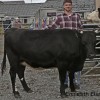 Ennisfirth Elsa, Champion Shetland and Supreme Cattle Champion. Voe Show 2023