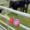Collapund Molly, Champion Shetland at Cunningsburgh Show 2023