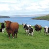 Collafirth herd with St Trinians Balou