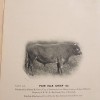 Dun bull Fair Isle Chief, born 1908. Photo © SCHBS