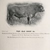 Dun bull Fair Isle Chief, b. 1908. Best Bull, Lerwick Show, 1911. Photo © SCHBS