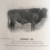 Premier, b. 1907. First prize, Bull Any Age, Crofters Class, Lerwick Show, 1911. Photo © SCHBS