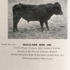 Houlland Bob, b. June, 1910. Best Bull, Lerwick Show, 1912. Photo © SCHBS