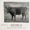 Black Prince, b. August, 1911. Photo © SCHBS