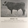 Archie, b. 1912. First prize, Bulls, one year old, Lerwick Show, 1913. Photo © SCHBS