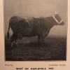 Mist of Earlshall. Dun cow. Born 1906.