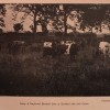 Group of Shetland cows with calves, Earlshall, Fife, Scotland
