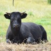 Shetland bull, Zetralia Apollo Bay in Australia