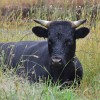 Shetland bull, Zetralia Ardgay, in Australia