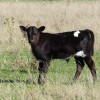 Bull calf, Zetralia Ardgay, Australia