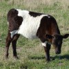 Zetralia Avelyn, first born Australian calf
