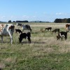 Zetralia calves with surrogate dams, Australia