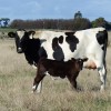 Bull calf, Zetralia Atticus, Australia