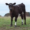 Bull calf Zetralia Atticus, Australia