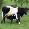 Zetralia Avelyn with bull calf, Zetralia Cracker, one week old
