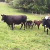 Zetralia Aisling and Zetralia Avelyn and calves