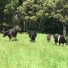 Shetland cows and calves, November, 2018, Australia
