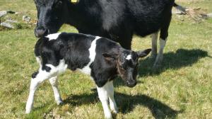 Hollins Rose with newborn calf, 2020