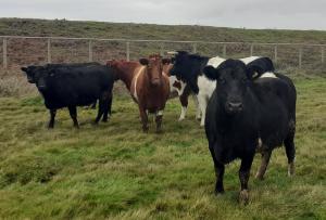(left to right): Ada, Meg (two completely black females from the Shetland Isles), Lobelia (Red and White), Kalamit (All black with some white), were all purchased to join our breeding programme in 2020. Behind them are Toto and Gary (one of our 4 year old steers).