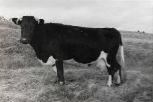 Collafirth Foula Born 1973, One of the foundation cows.