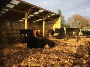Cows housed for winter