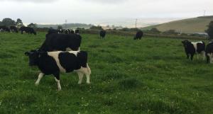 Shetland calves