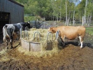 Simmental Shetland cross cow and Renwick Renoir