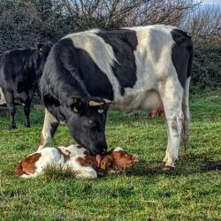 Gaia, tending to her first calf, Ivan