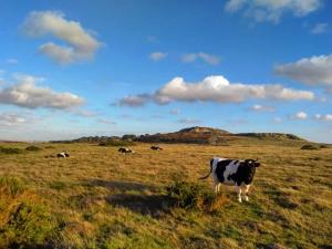 Some of our cattle grazing our ancient grassland looking towards the main headland where our heathland and woodland sit.