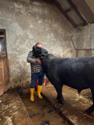 Gary and young Aberdeen Angus bull