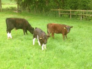 Spring 2017- bull calves Emgee Maximillion & Emgee Nigel with heifer Emgee Non