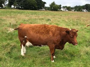 Shetland X Luing on her third calving
