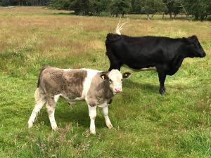 Shetland x Simmental calf with maiden heifer Auchlethen Flora behind