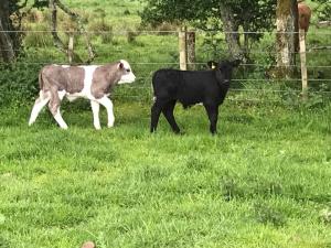 One week old Simmental X Shetland calf with four week old pure Shetland calf
