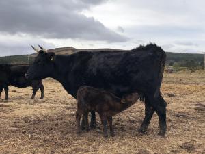 Angus/Sheltand X cow with 3 week old Angus calf