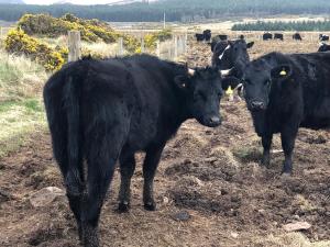 Shetland/Angus X heifer