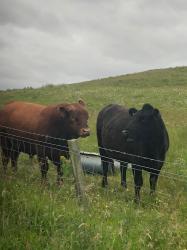 Native Aberdeen Angus red bull with Shetland/Angus X heifer