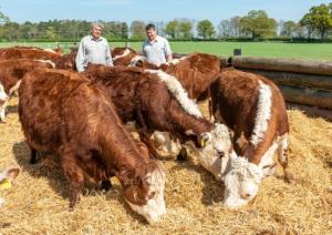 Nigel Darling and Paul Monaghan with Traditional Herefords at Intwood Farm