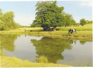 Shetland cattle from the Randolph Herd in a river meadow at Feldon Forest Farm.